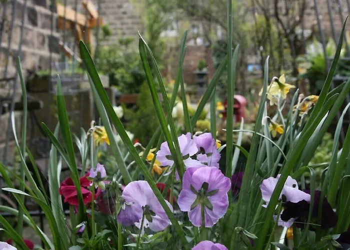 Alexandra Court Bed & Breakfast Harrogate